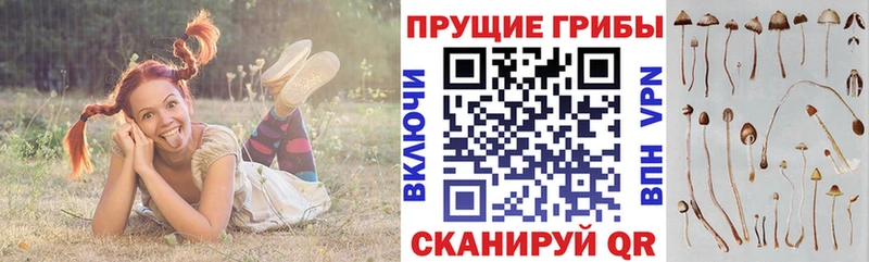 Псилоцибиновые грибы мицелий Котовск
