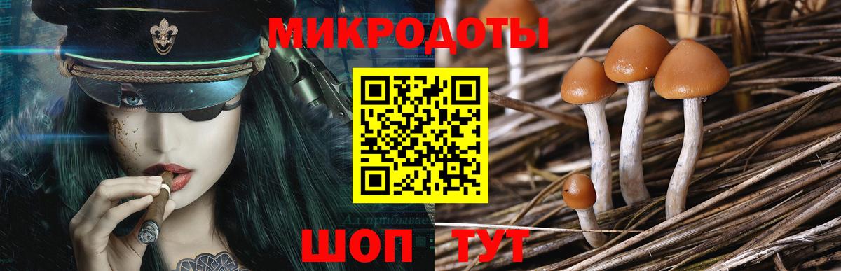 Псилоцибиновые грибы Psilocybe Котовск
